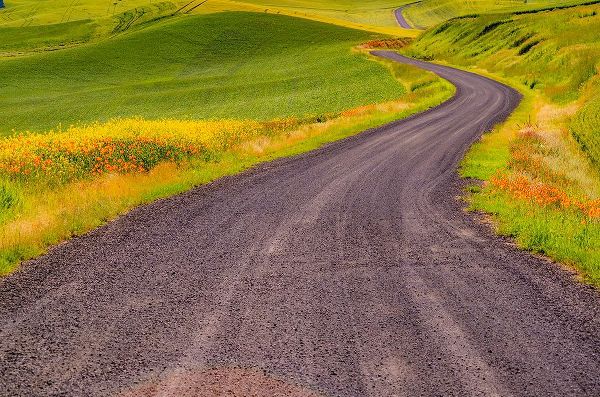 Gulin, Sylvia 아티스트의 USA-Washington State-Palouse with gravel curved road edged with Poppies and Yellow Canola작품입니다.